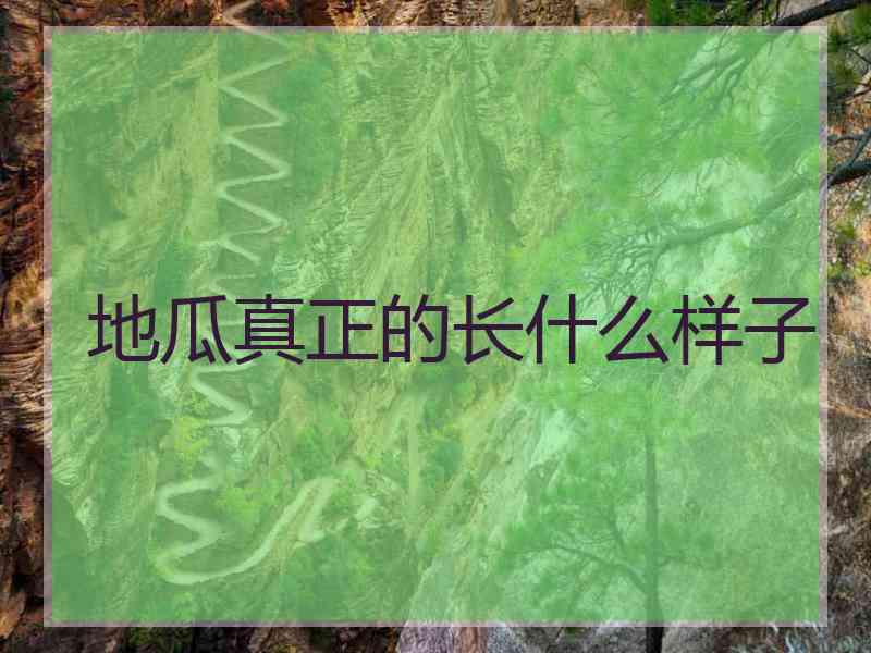 地瓜真正的长什么样子