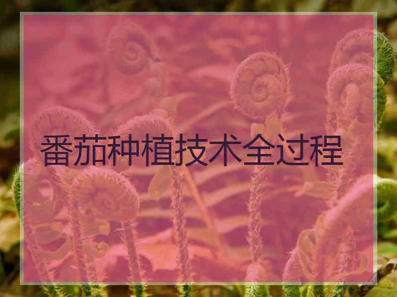 番茄种植技术全过程