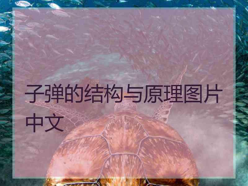 子弹的结构与原理图片中文