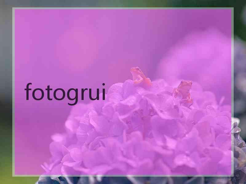 fotogrui