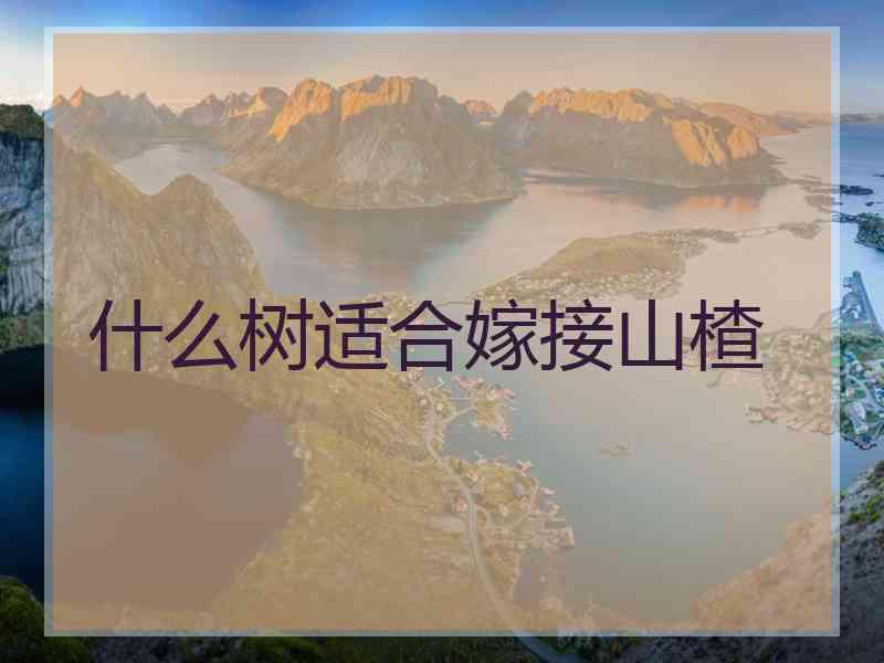 什么树适合嫁接山楂