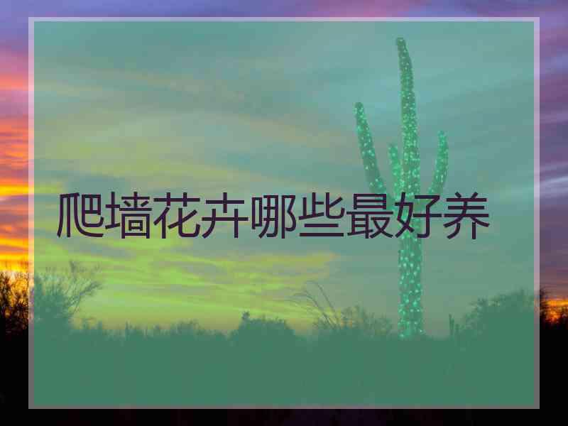 爬墙花卉哪些最好养