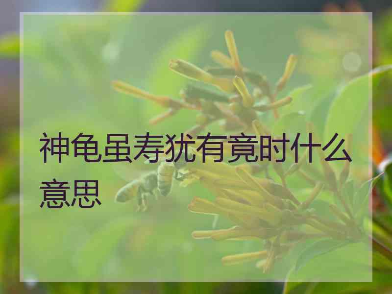 神龟虽寿犹有竟时什么意思