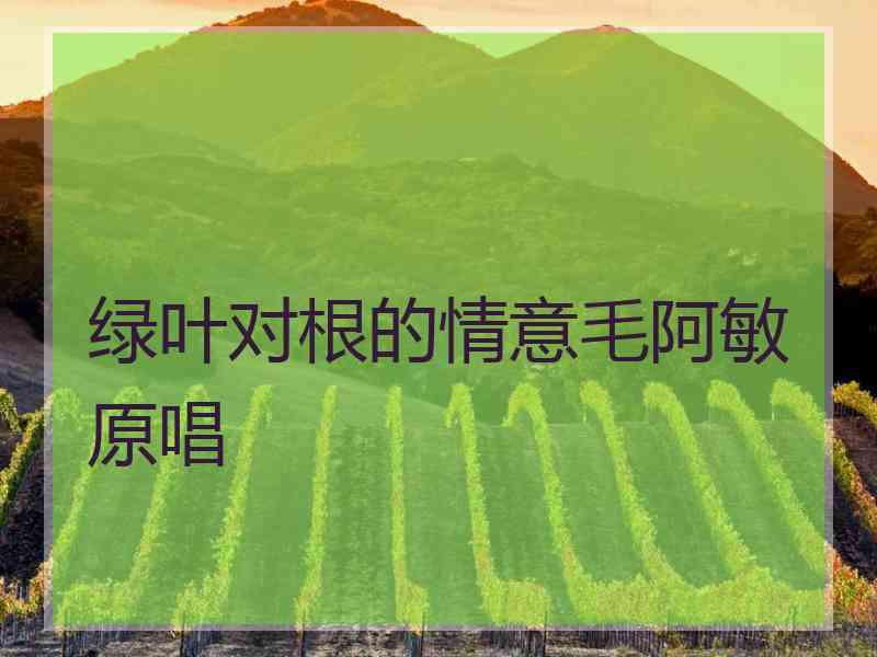 绿叶对根的情意毛阿敏原唱