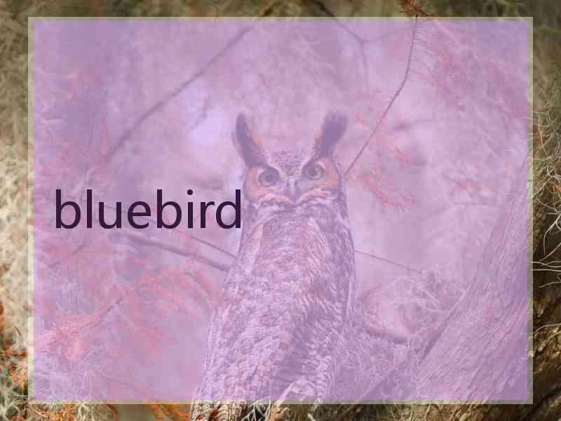 bluebird