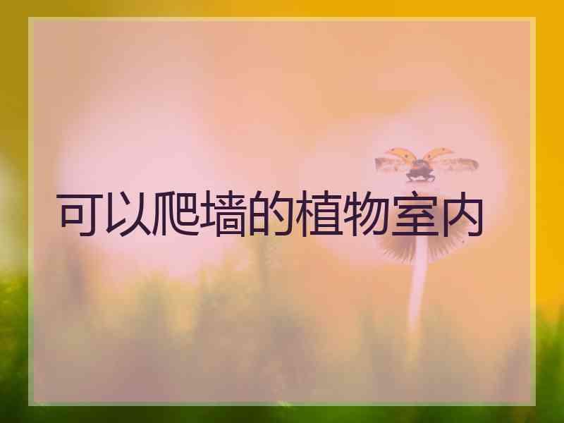 可以爬墙的植物室内