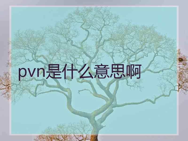 pvn是什么意思啊