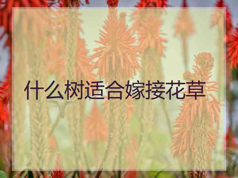 什么树适合嫁接花草